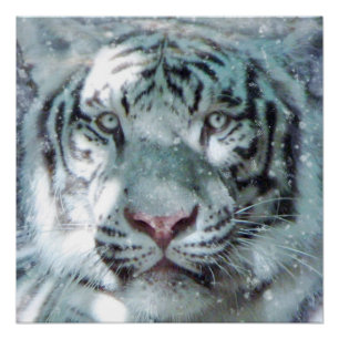 Majestic Snow White Tiger Portret Perfect Poster