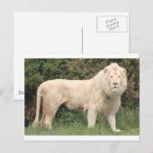Majestic White Lion Briefkaart (Voorkant / Achterkant)