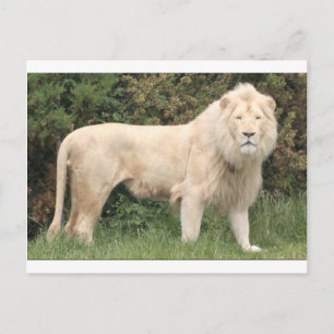 Majestic White Lion Briefkaart