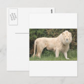 Majestic White Lion Briefkaart (Voorkant / Achterkant)