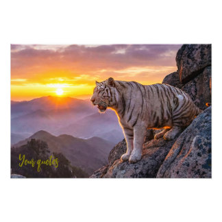 Majestic White Tiger Sunset  Foto Afdruk