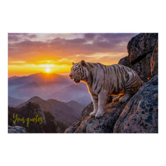 Majestic White Tiger Sunset  Perfect Poster