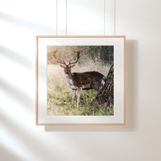 Majestueus Damhert Foto Afdruk
