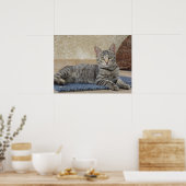 Majestueus Kitten Poster (Keuken)