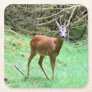 Majestueus Reeënbokmannetje Bos Natuur Feest Drink Vierkante Kartonnen Onderzetter