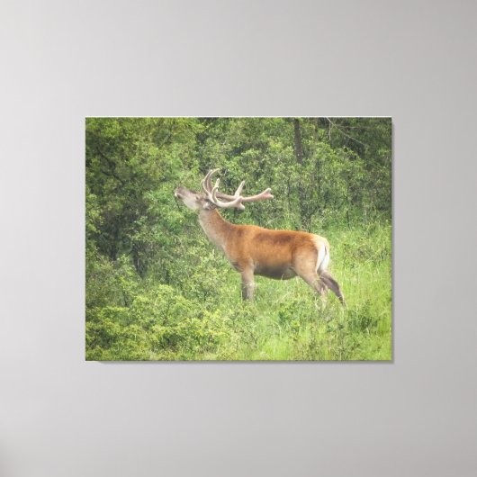 Majestueus rood hert in het bos canvas afdruk (Voorkant)