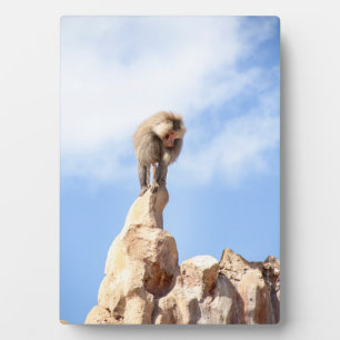 Majestueuze baviaan op bergtop fotoplaat