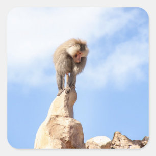 Majestueuze baviaan op bergtop vierkante sticker