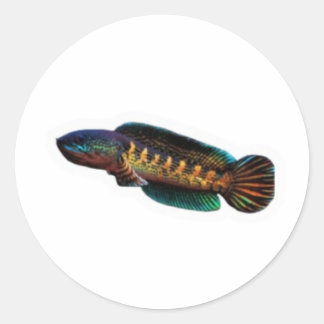Majestueuze Channa Maru Decal - Zeldzame Zoetwater Ronde Sticker