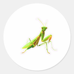 Majestueuze Groene bidsprinkhaan sticker - Jager v