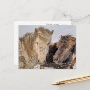 Majestueuze IJslandse paarden in de winter Briefkaart