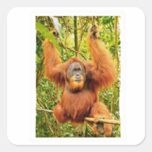 Majestueuze Orang-oetan Regenwoud Beschermer Stick Vierkante Sticker