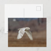 Majestueuze Sneeuwuil van de Connecticut-kust Briefkaart (Voorkant / Achterkant)