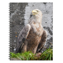 Majestueuze Witstaartarend Roofvogel Wildernis