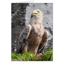 Majestueuze Witstaartzeearend Schotse Hooglanden