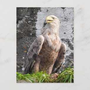 Majestueuze Witstaartzeearend Schotse Hooglanden Briefkaart