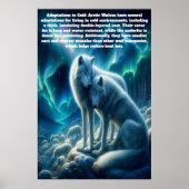 Majestueuze witte wolven rusten poster (Voorkant)