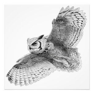 Majestueuze zwarte witte uil inkt tekening foto afdruk