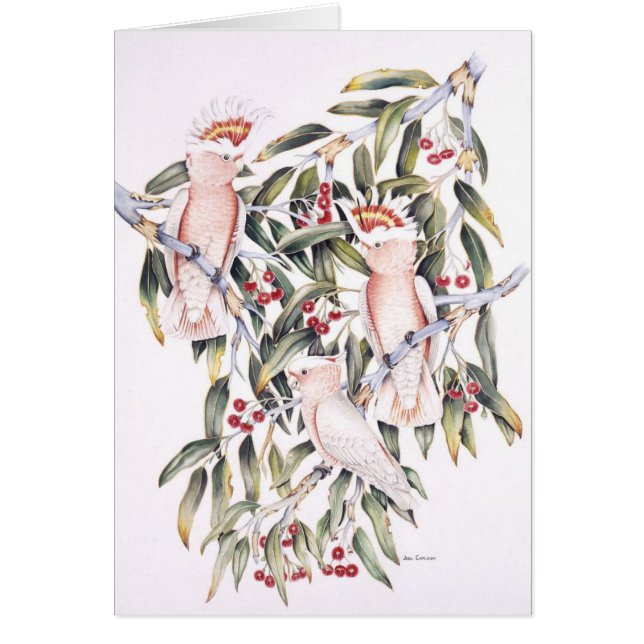 Major Mitchell Cockatoos (Voorkant)