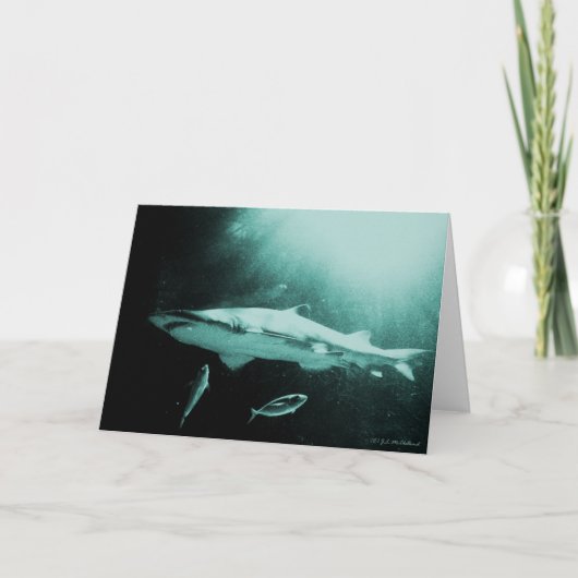Makohaai blanco kaart (Voorkant)