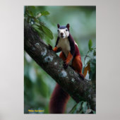 Malabar-eekhoorn Poster (Voorkant)