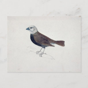 Malacca Crossbeak Briefkaart