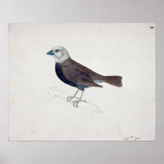 Malacca Crossbeak Poster (Voorkant)