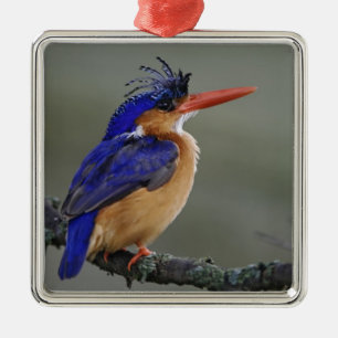 Malachiet IJsvogel, Alcedo cristata, Meer Metalen Ornament