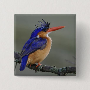 Malachiet IJsvogel, Alcedo cristata, Meer Vierkante Button 5,1 Cm