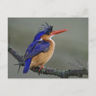 Malachietijsvogel, Alcedo cristata, Meer Briefkaart