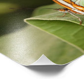 Malachietvlinder op een blad foto afdruk (Hoek)