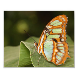 Malachietvlinder op een blad foto afdruk