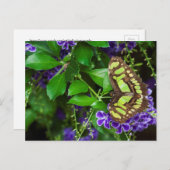 Malachietvlinder op paarse bloem briefkaart (Voorkant / Achterkant)