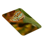 Malachite Butterfly op blad Magneet (Rechterzijde)