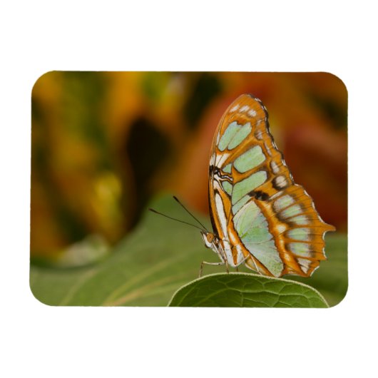 Malachite Butterfly op blad Magneet (Horizontaal)
