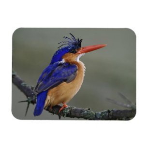 Malachite Kingfisher, Alcedo cristata, Lake Magneet