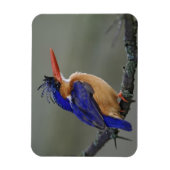 Malachite Kingfisher, Alcedo cristata, Lake Magneet (Verticaal)