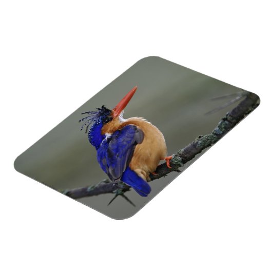 Malachite Kingfisher, Alcedo cristata, Lake Magneet (Linkerzijde)