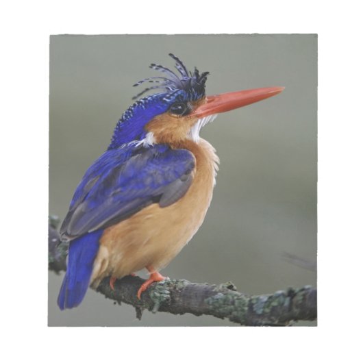 Malachite Kingfisher, Alcedo cristata, Lake Notitieblok (Voorkant)