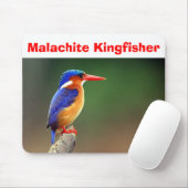 Malachite Kingfisher, Malachite Kingfisher Muismat (Met muis)