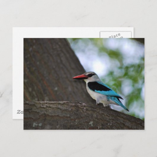 Malachite Kingfisher Zuid-Afrika Briefkaart (Voorkant / Achterkant)