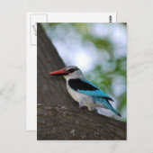 Malachite Kingfisher Zuid-Afrika Briefkaart (Voorkant / Achterkant)