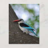 Malachite Kingfisher Zuid-Afrika Briefkaart (Voorkant)