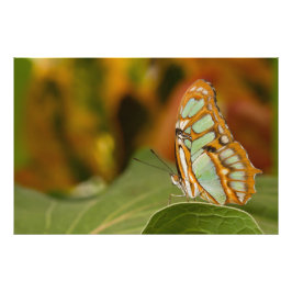 Malachite op een blad foto afdruk