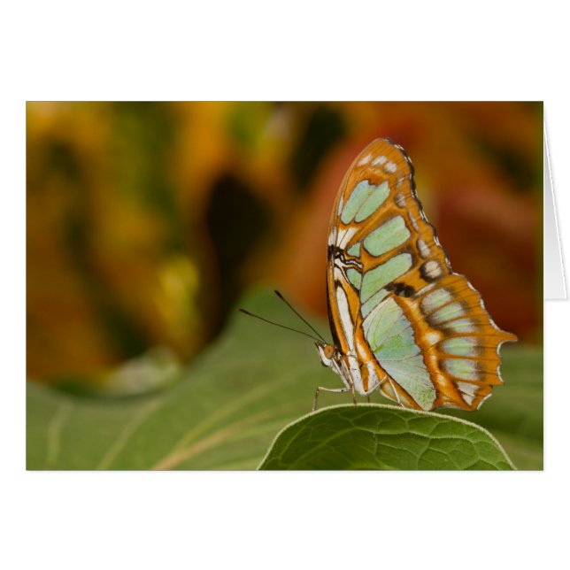 Malachite sur une feuille (Devant horizontal)