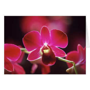Malaisie, Orchidée