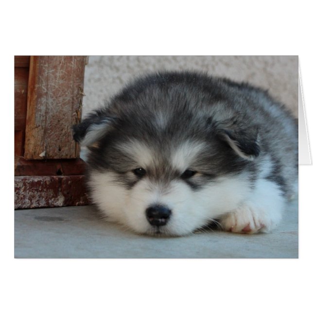 Malamute d'Alaska (Devant horizontal)