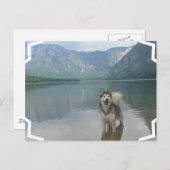 Malamute Dog Briefkaart (Voorkant / Achterkant)