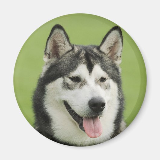Malamute Magneet (Voorkant)
