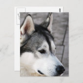 Malamute Photo Briefkaart (Voorkant / Achterkant)